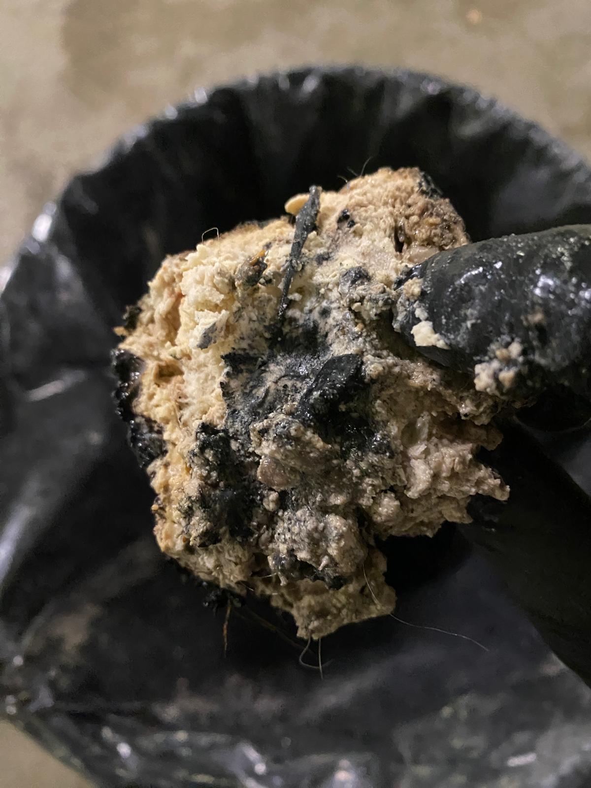 Large grease mass extracted from pipe held over black disposal bag, commercial plumbing in Burnaby