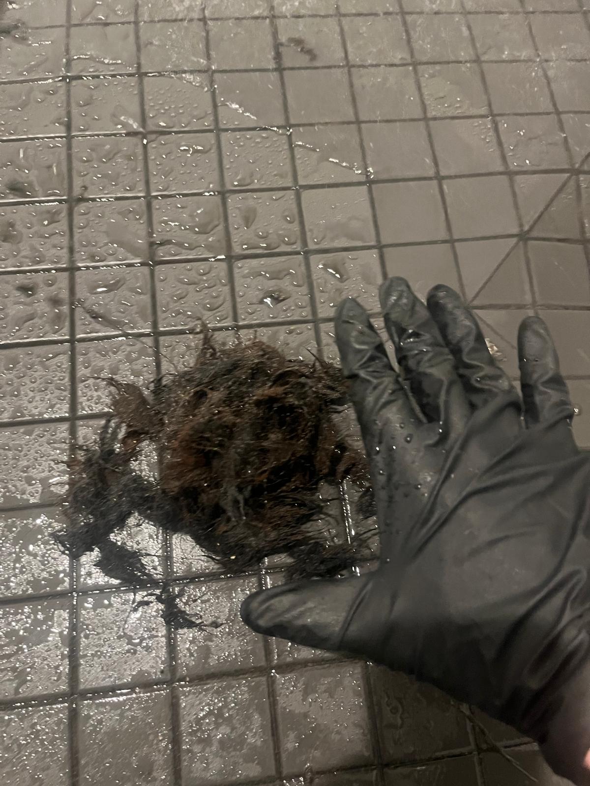 Gloved hand next to large hair clump extracted from shower drain, commercial plumbing in Coquitlam