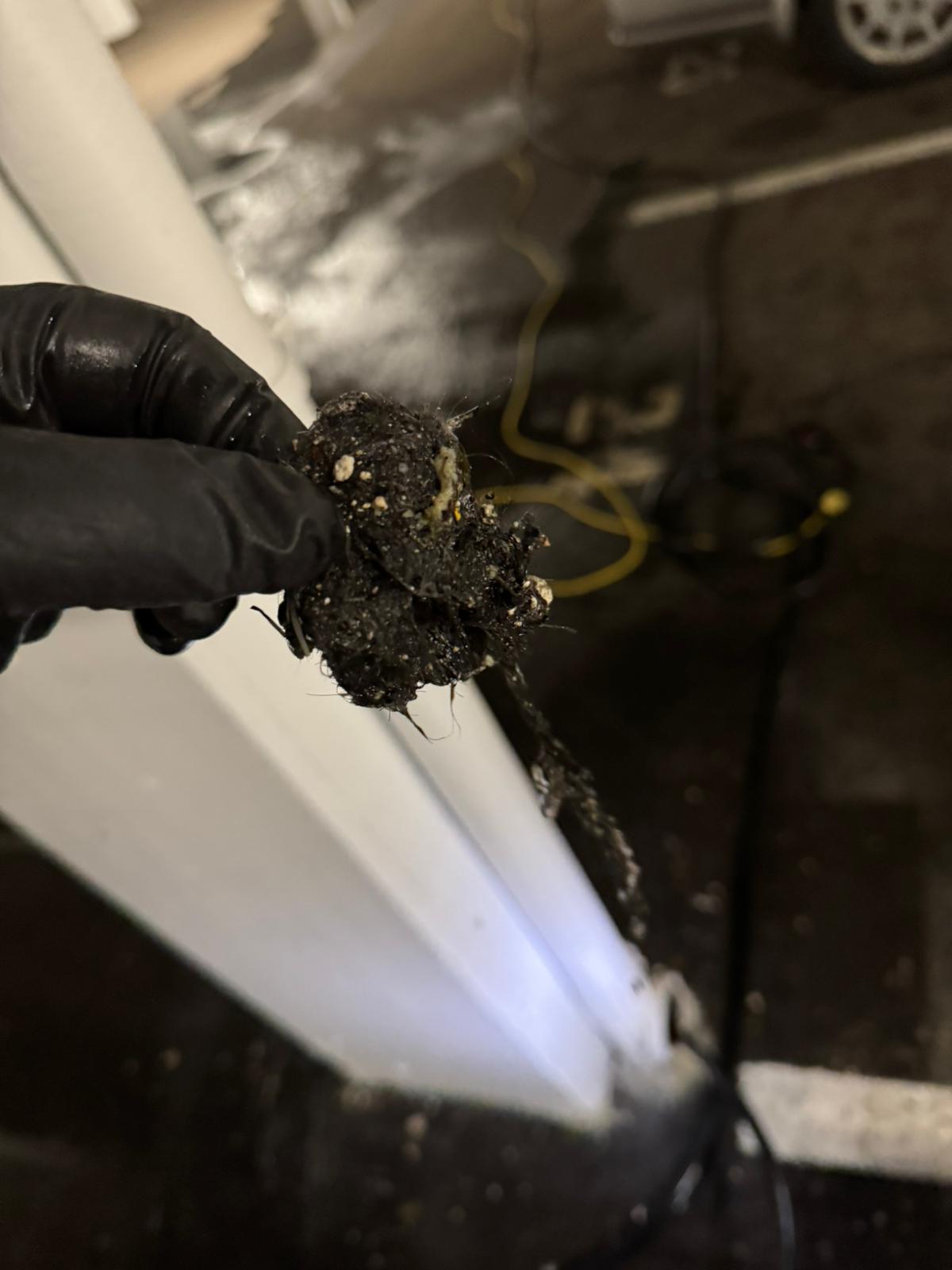 Gloved hand displaying large grease mass pulled from building drain, commercial plumbing in Abbotsford
